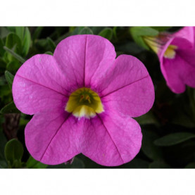 Calibrachoa Colibri Flamingo Rose Clair