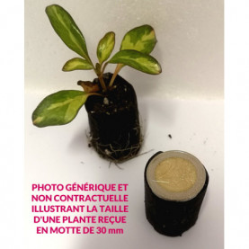 Plantes Pour Suspension Par 3 