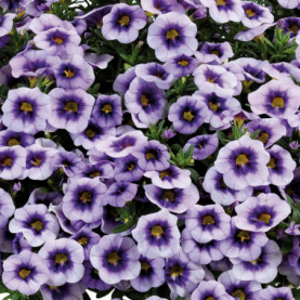 Calibrachoa Eyeconic Purple Bleu Ciel Coeur Fonce