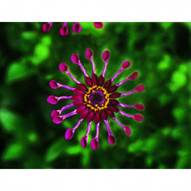 Osteospermum Spider Purple