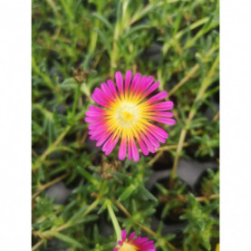 Delosperma Wheels Of Wonder Hot Pink