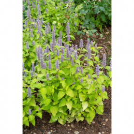 Agastache Golden Jubilée 