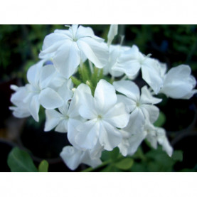 Plumbago Blanc