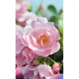 Rosier Decorosiers Mareva Rose Clair