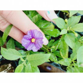 Solanum Rantonetti 