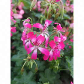 Géranium Balcon Camille Desrumeaux Rose