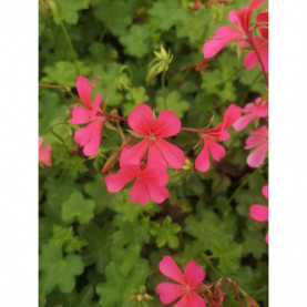 Géranium Balcon Rose