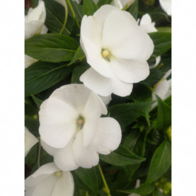 Impatiens Nouvelle Guinée Para Moorea Blanc