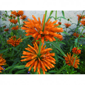 Leonotis Orange