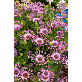 Osteospermum Spider Pink