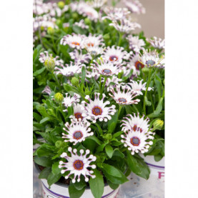 Osteospermum Spider White