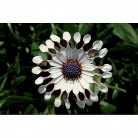 Osteospermum Spider White