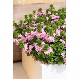 Scaevola Topaz Pink