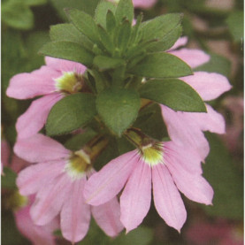 Scaevola Topaz Pink