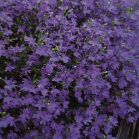 Lobelia Star Deep Blue