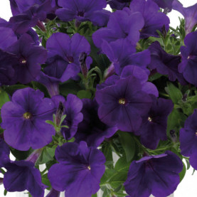 Pétunia Capella Indigo Bleu Foncé