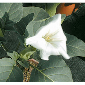 Datura Belle Blanche