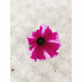 Petunia Crasytunia Cosmic Pink Etoile Rose Et Blanc