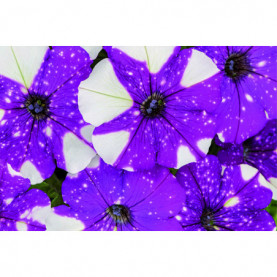 Petunia Constellation Gemini Violet Et Blanc