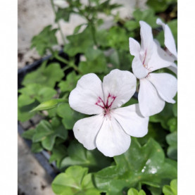 Geranium Lierre Simple Happy Face Blanc