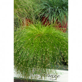 Scirpus Fiber Optic Grass 