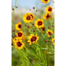 Coreopsis Bt Pineapple Jaune Centre Rouge