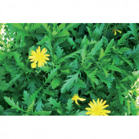 Euryops Pectinatus Sonnenschein Jaune