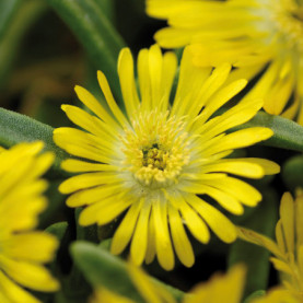 Delosperma Wheels Of Wonder Golden