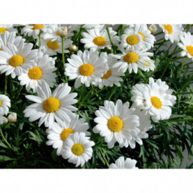 Leucanthemum Daisy May Blanc