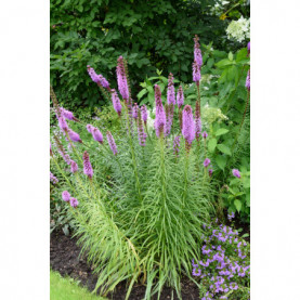 Liatris Floristan Violet