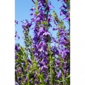 Lobelia Fan Bleu Vedrariensis Gerardii