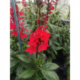 Lobelia Fan Ecarlate