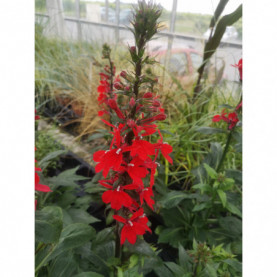 Lobelia Fan Ecarlate