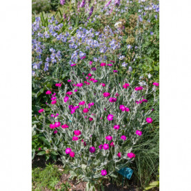 Lychnis Coronaria Rose Pourpre