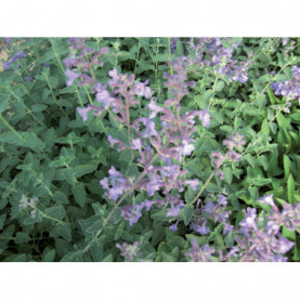 Nepeta Faassenii Walkers Low