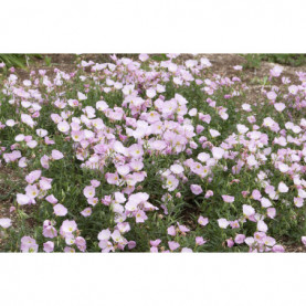 Oenothera Speciosa Rose