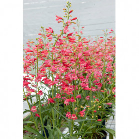 Penstemon Riding Hood Red