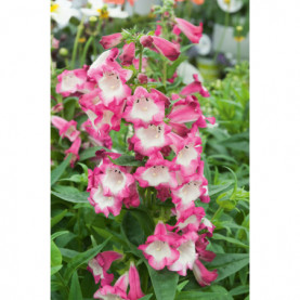 Penstemon Hartwegii Tubular Rose