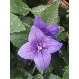 Platycodon Grandiflora Astra Bleu