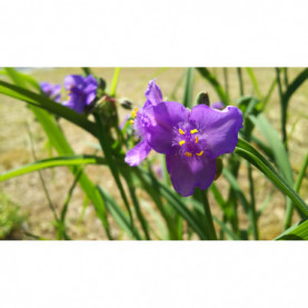 Tradescantia Satin Dol Lilas Violet Blue Gold