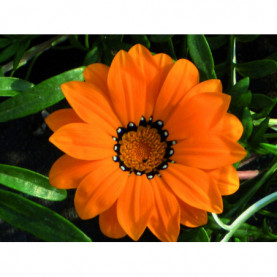 Gazania Orange