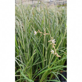 Anthericum Starlight