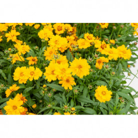 Coreopsis Presto Grandiflora