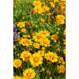 Coreopsis Rising Sun