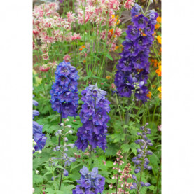 Delphinium Magic Fountains Dark Blue