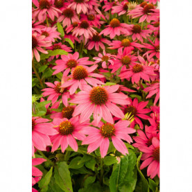 Echinacea Powwow Vild Berry Rose