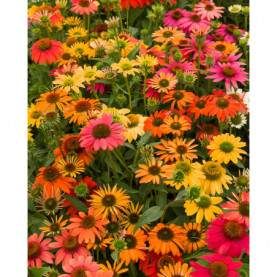 Echinacea Purpurea Cheyenne Spirit