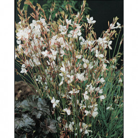 Gaura Blanc Lindheimeri