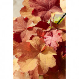 Heuchera Caramel