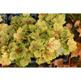 Heuchera Electra